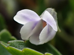 Viola improcera