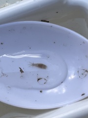 Temnocephalidae