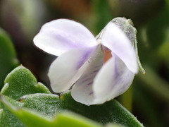 Viola improcera