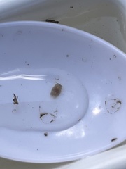 Temnocephalidae