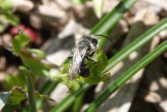 Osmia cornifrons