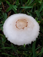 Chlorophyllum molybdites image