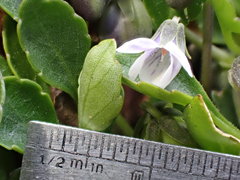 Viola improcera