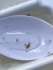 Temnocephalidae
