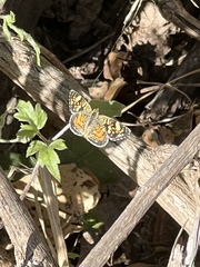 Phyciodes picta