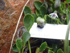 Viola improcera