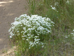 Leptosiphon floribundus glaber