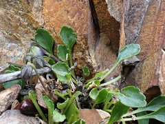 Viola improcera
