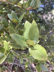 Quercus parvula