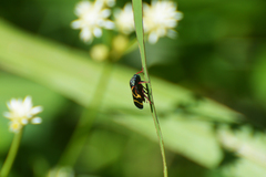 Deois flexuosa