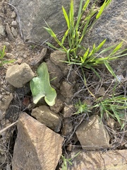 Arisarum simorrhinum