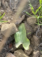Arisarum simorrhinum
