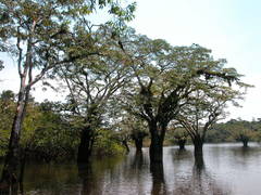 Macrolobium acaciifolium