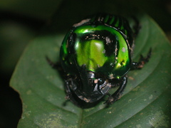 Oxysternon conspicillatum