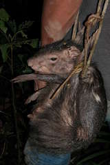 Dasyprocta fuliginosa