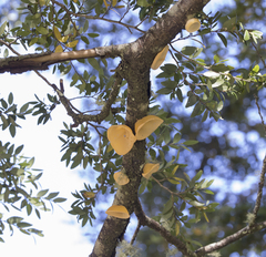 Aleurodiscus vitellinus