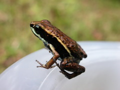 Epipedobates boulengeri