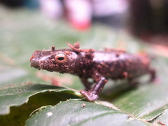 Finca Chibigui Salamander photo 3