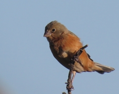 Sporophila ruficollis