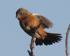 Sporophila ruficollis