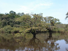 Macrolobium acaciifolium