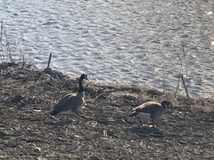 Branta canadensis