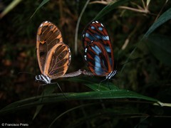 Oleria baizana baizana