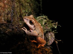 Pristimantis w-nigrum