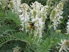 Astragalus drummondii