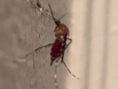 Aedes canadensis