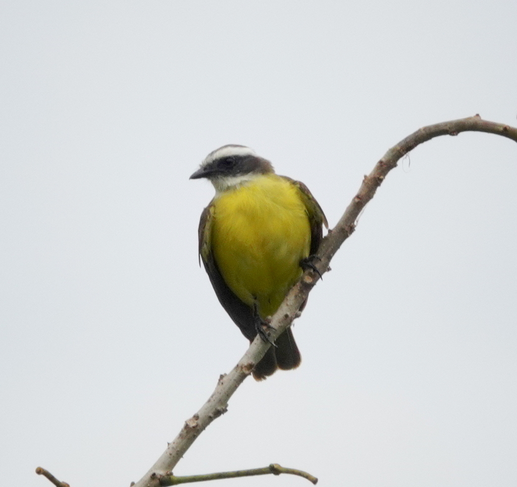Mesoamerican Social Flycatcher