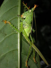 Panacanthus cuspidatus