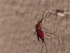 Aedes canadensis