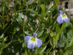 Downingia ornatissima