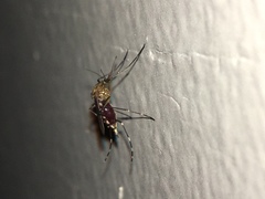 Aedes canadensis