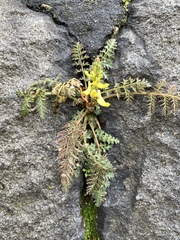 Corydalis cheilanthifolia