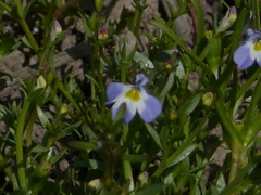 Downingia ornatissima