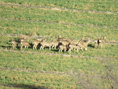 Odocoileus hemionus eremicus