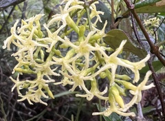 Anodendron affine