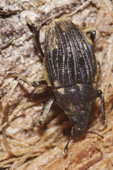 Psepholax sulcatus
