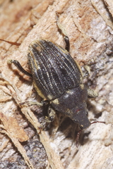 Psepholax sulcatus