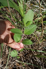 Ruellia humilis