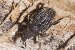 Psepholax sulcatus