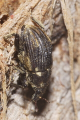 Psepholax sulcatus