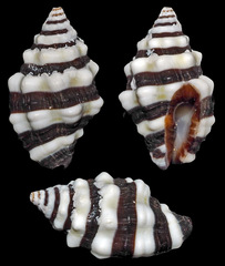 Engina zonalis