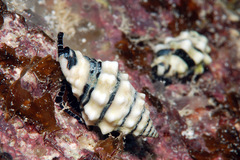 Engina zonalis