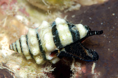 Engina zonalis