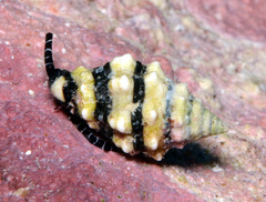 Engina zonalis