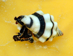Engina zonalis