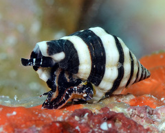 Engina zonalis